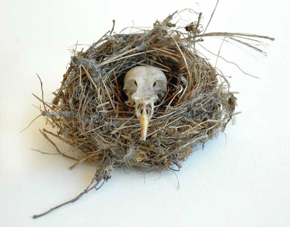 Sharnae Beardsley Art Bird-skull-nesting-sharnae-beardsley
