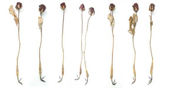 Sharnae Beardsley Art Roses with bird claws sharnae beardsley sculpture