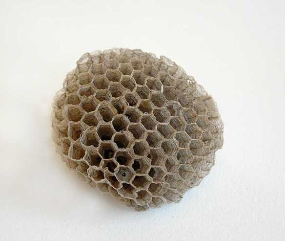 Sharnae Beardsley Art wasp-nest-Sharnae-Beardsley