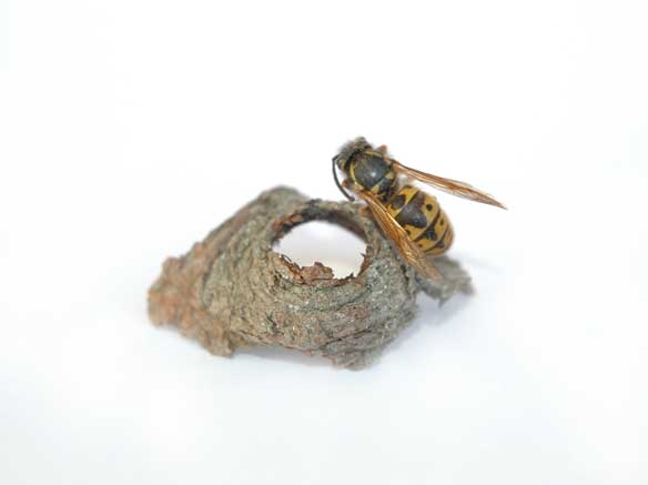Sharnae Beardsley Art wasp-&-wood-shrine-Sharnae-Beardsley