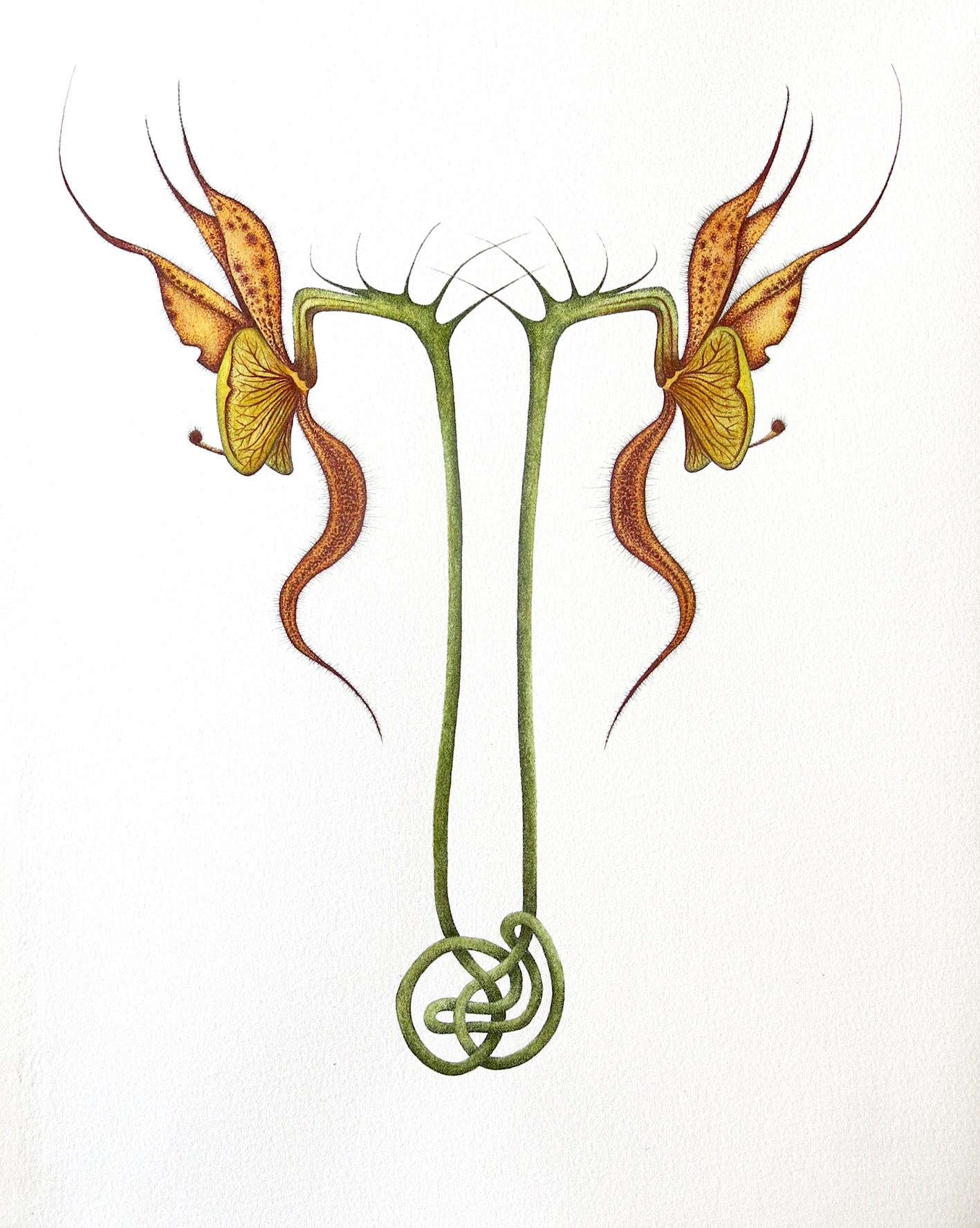 Cycnoches (2014), ink & watercolour on paper, 470x390mm framed 
